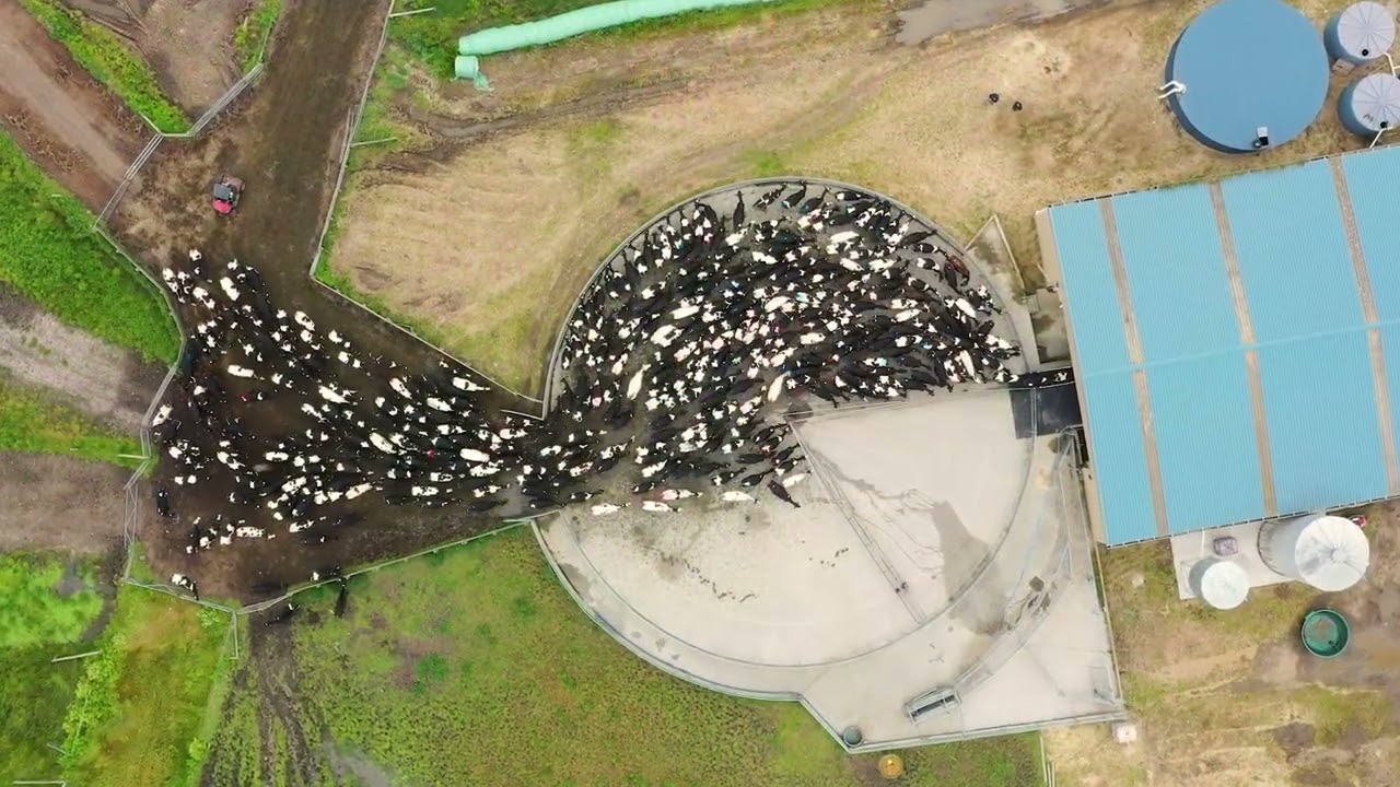 Australian Dairy Nutritionals 2022