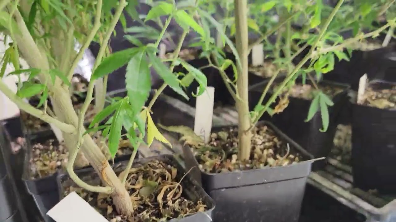 Just Some Quick Cannabis Growing Tips for AutoPots