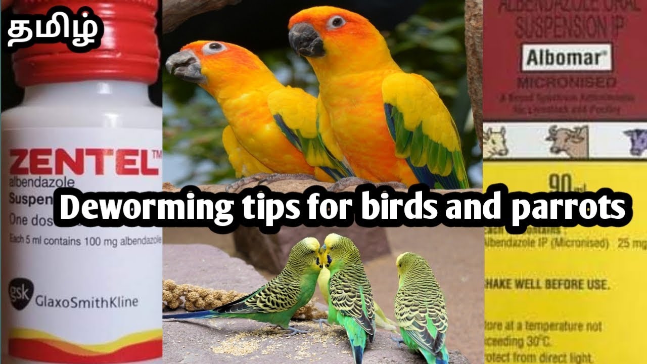 Deworming tips of birds and parrots in tamil