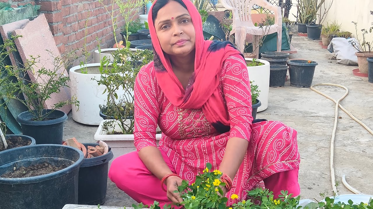 Is season ka last bar banaya organic patiyo se #renutomarvlogs 