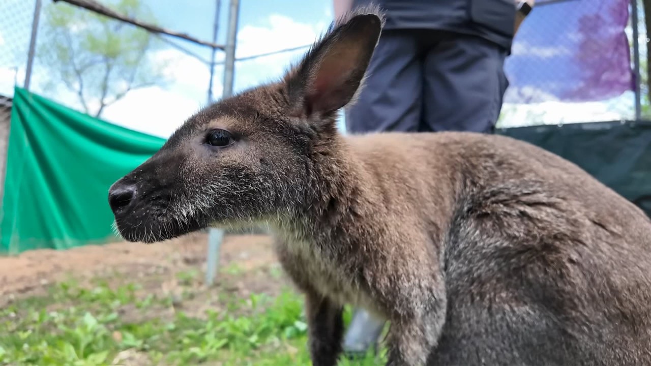 Minnesota Zoo Animal Rescue Mini-Documentary