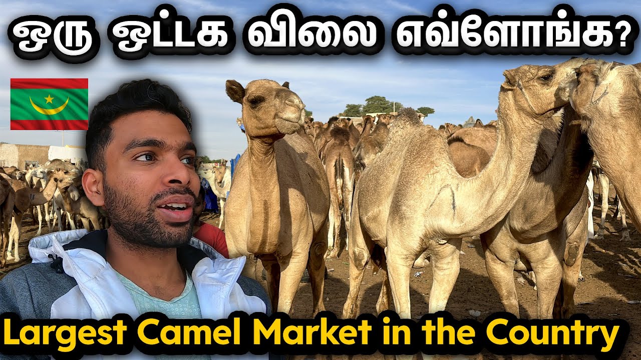 🇲🇷முதல் நாளே ஒட்டக சந்தைக்கு போலாம்   | Mauritania Africa Vlog in Tamil | EP-2