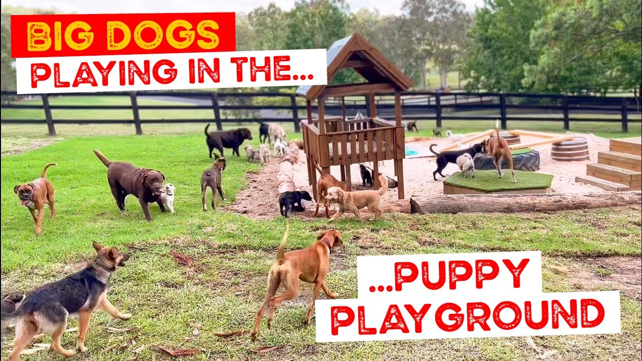 The Big Dogs come in for a Play in the Puppy Playground