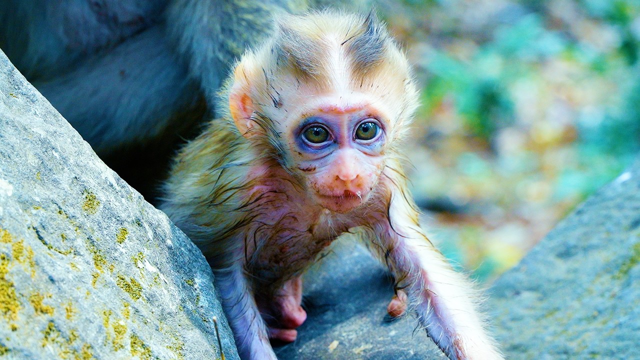 Hopefully Poor Baby Monkey Boris Get In Well Condition Soon, Mom Really Best Treat To Baby