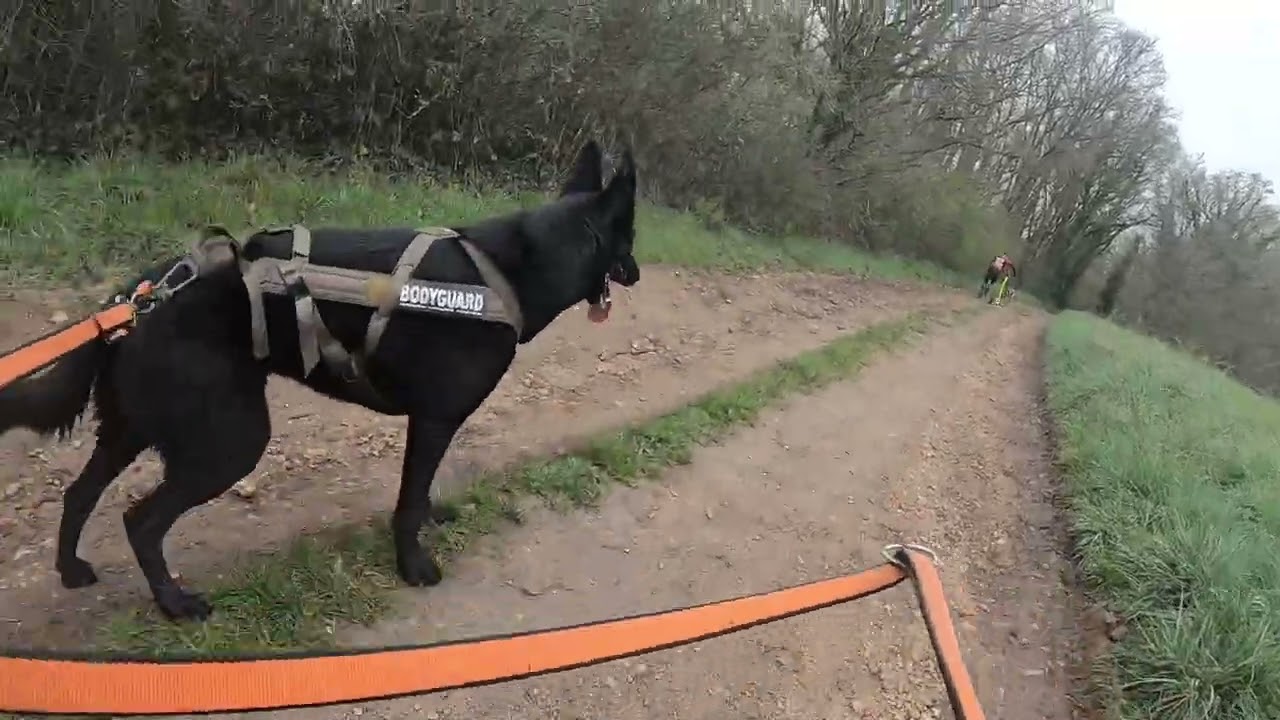 La première course de mon Malinoir / vidéo complète canitrottinette Solidog’run