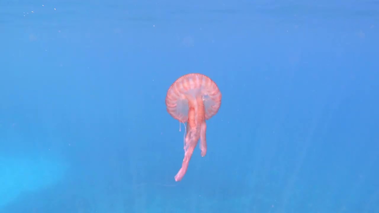 Snorkeling - Aout 2025 en Méditerranée - Collecte Sauvage