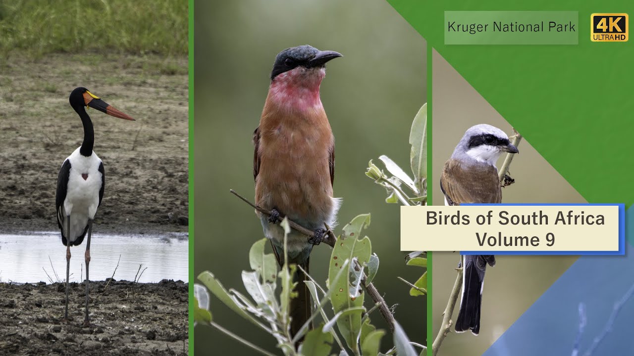 Birds of South Africa - Kruger National Park - Volume 9 (Malelane to Skukuza)