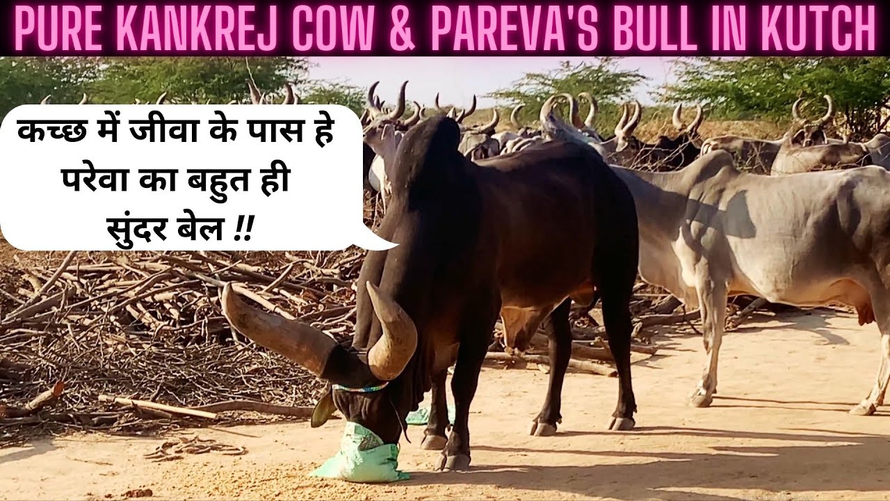 Kutch Kankrej Cows | Pareva ka Bull kutch | Jayram Desai Cows | World No.1 Kankrej Cow #kankrejcow