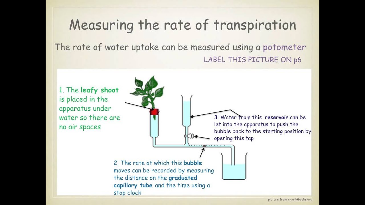 IGCSE. 2.8  transpiration