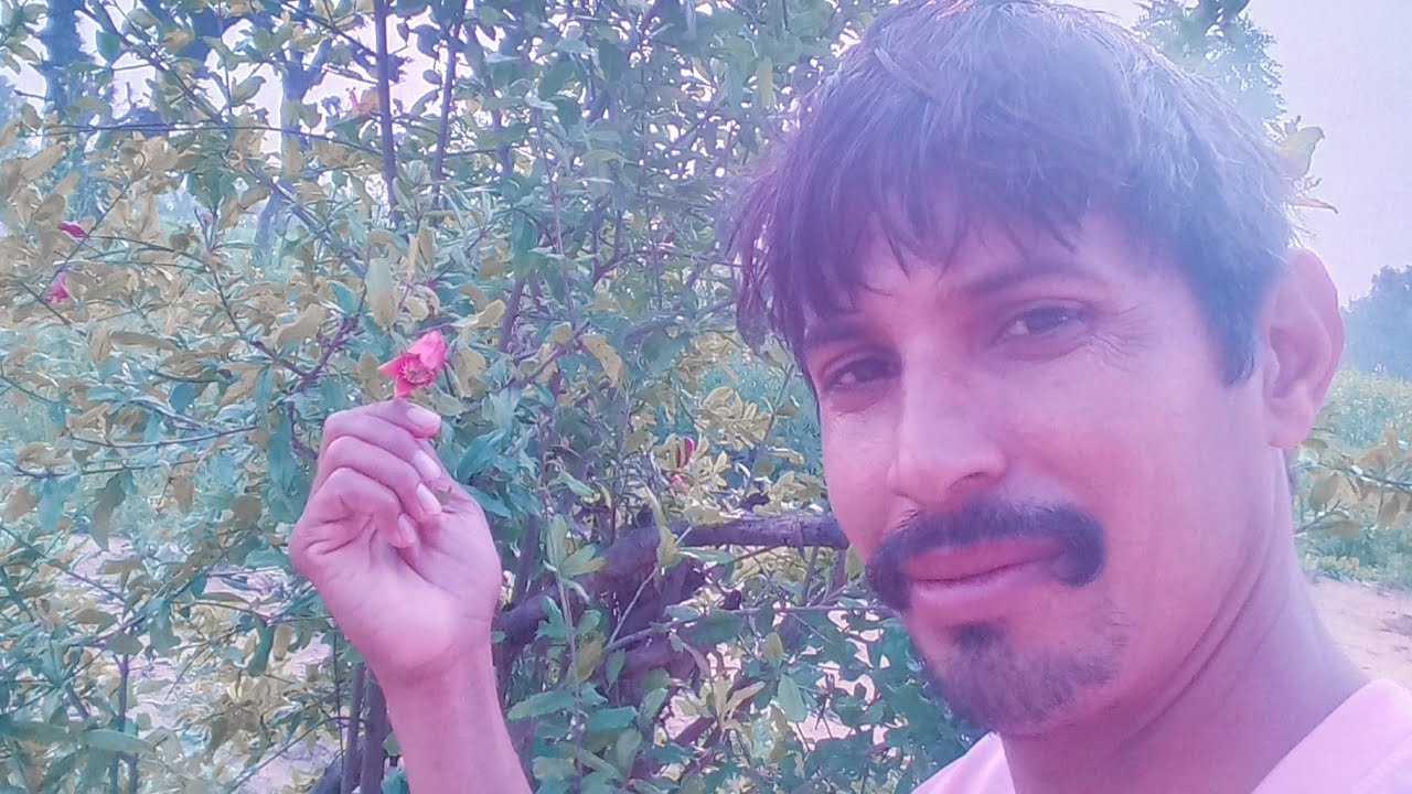 Karamveer Khichar  is live! सिंदुरी अनार का पेड़ देखें/ जय श्री श्याम