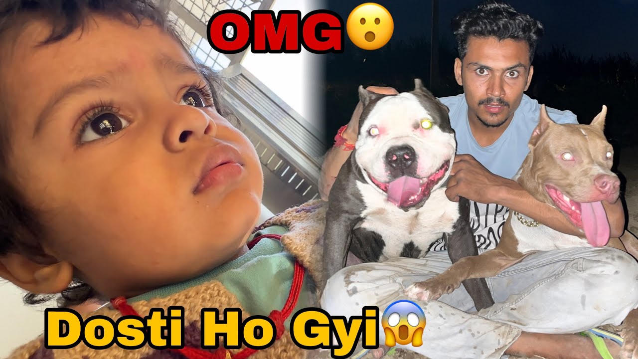 Dangerous Pitbull Rocky Alfa Ki Dosti Hogyi😱 *Epic Reaction*