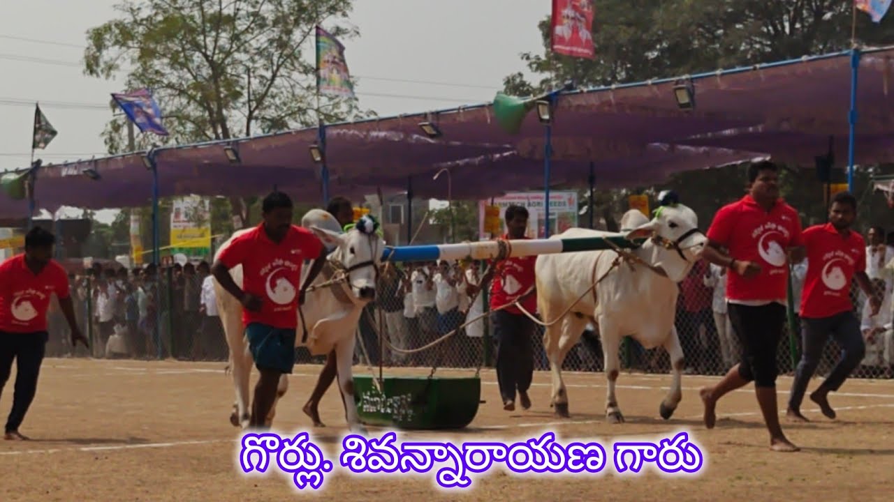 రెంటచింతల పాల పళ్ళు 1వ గొర్లు. శివరన్నారాణ గారు రాజంపల్లి గ్రామం ప్రకాశం జిల్లా