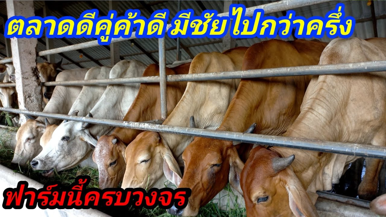 เลี้ยงครบวงจร มีตลาดดีมีคู่ค้าดี อยู่ได้สบาย/เน้นแม่พันธุ์ใช้พ่อคุมฝูงลดต้นทุนดีที่สุด#พูดจาภาษาวัว