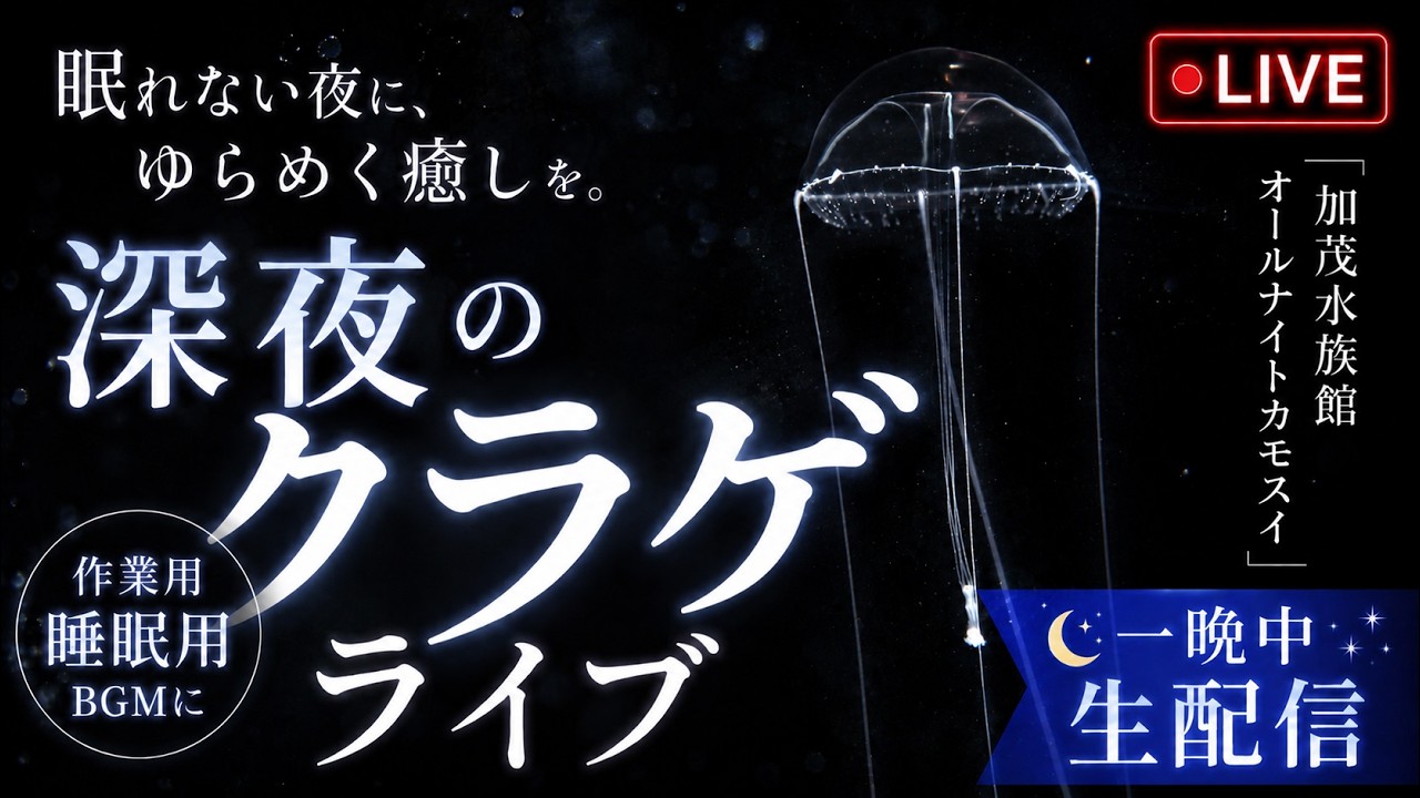 オールナイトカモスイ　～くらげまみれ～ #237　エナガコノハクラゲ
