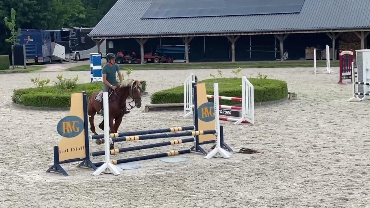 Chacfly ps (chacco blue) x Zambesi (heartbreaker) x Burggraaf approved stallion