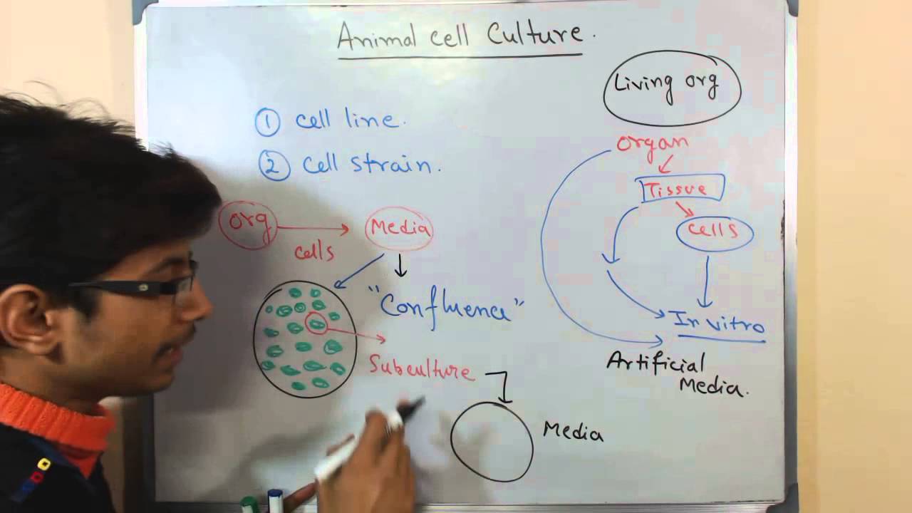Mammalian cell culture 2 - cell lines and cell strain