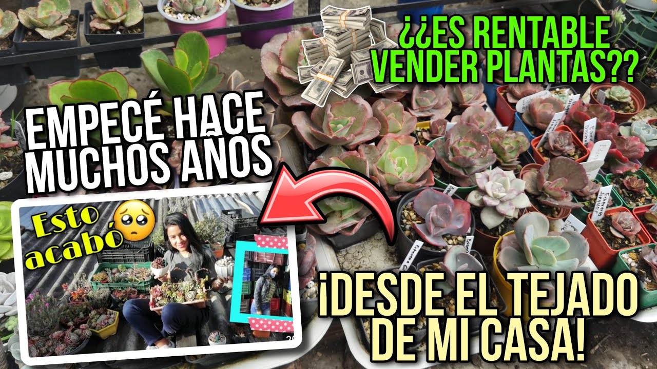 Emprendi con suculentas y hoy vivo de esto - MI EXPERIENCIA VENDIENDO PLANTAS 💚 | Jardines by Angie