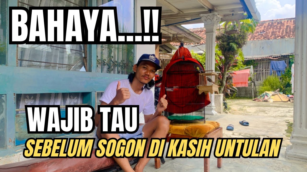 Cara Mengetahui Sogon Cocok Atau Tidak Ketika Di untul❗❗❗
