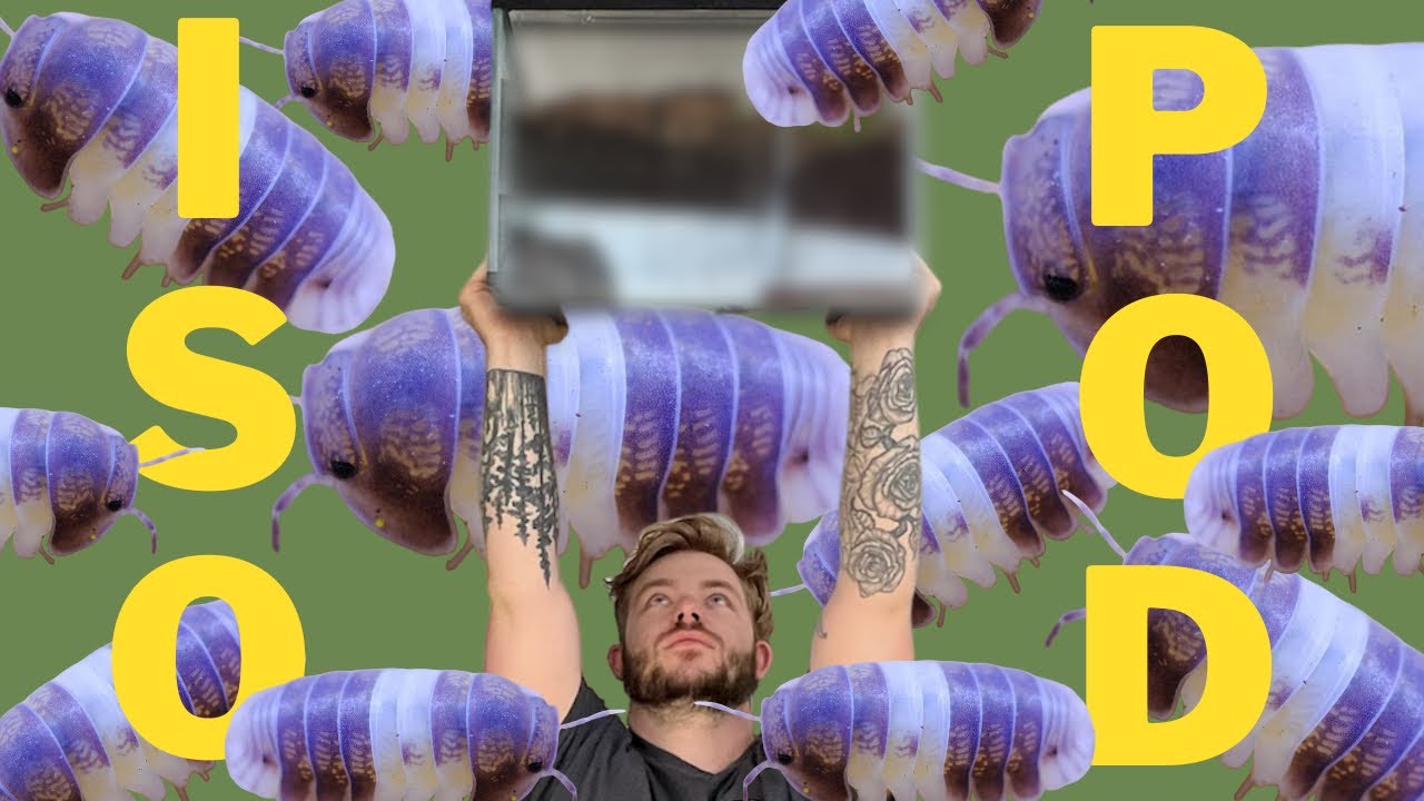 How to set up happy isopods! Panda king cubaris sp