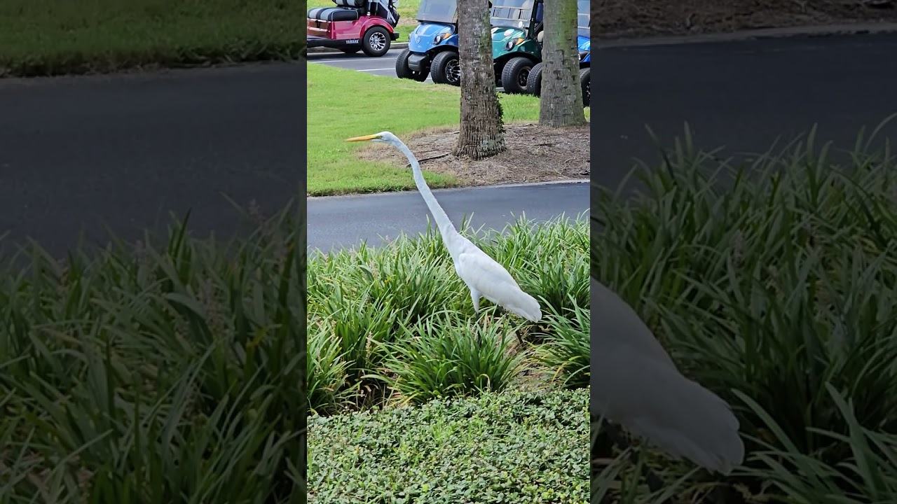 Beautiful Great White Egret