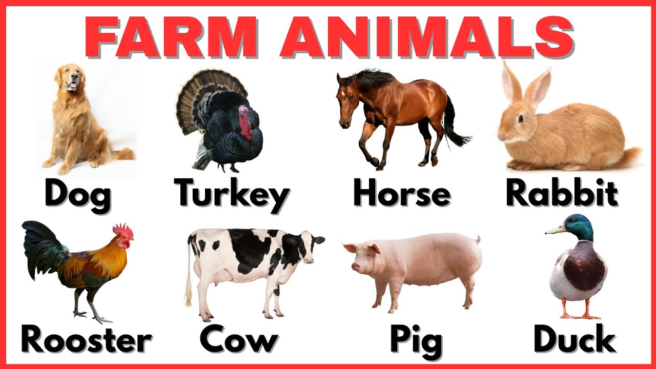 Farm Animals Names In English | Best Educational Video For Kids / Toddlers 2026