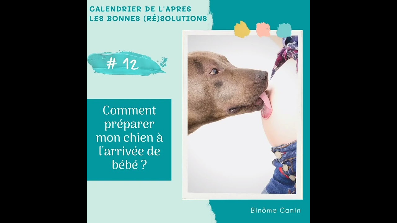 🎙️#12: Comment préparer votre chien à l'arrivée de bébé ?