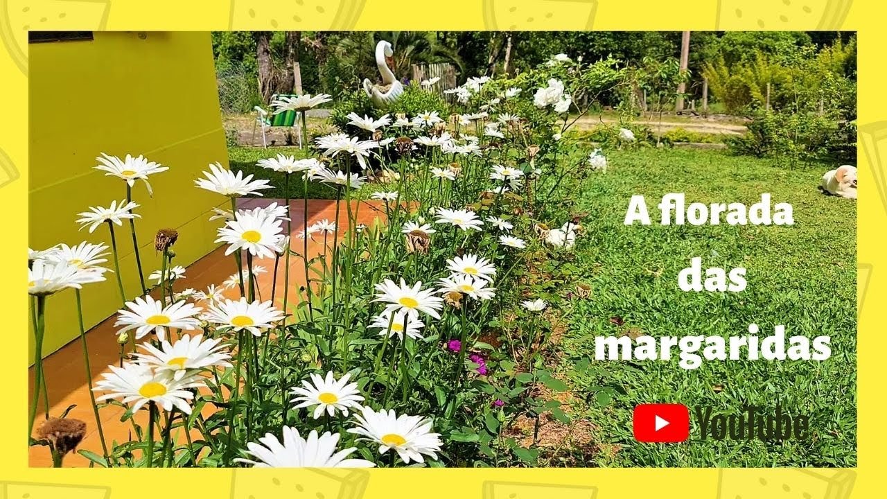 Florada das margaridas e outras plantas rústicas - YouTube