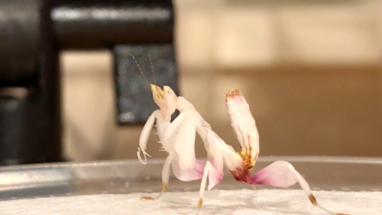 Mantid Kingdom Review/ Orchid Mantis Unboxing