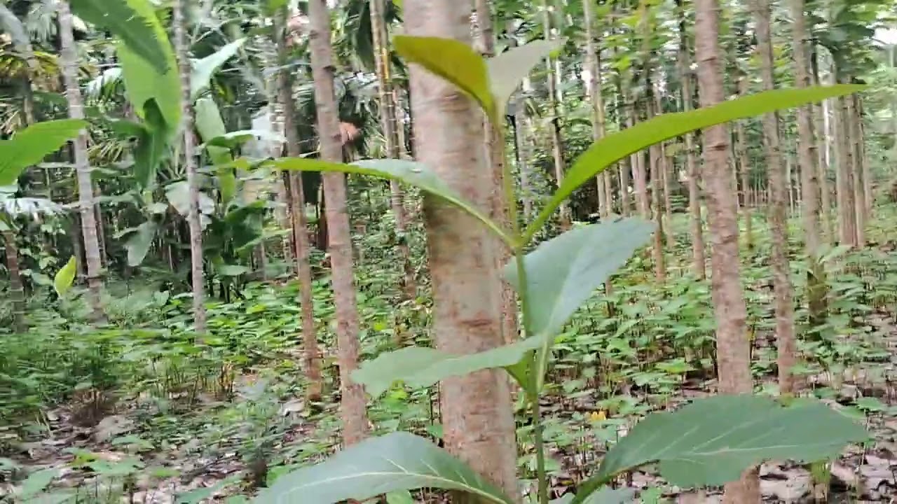 Teak Plantetion in assam golaghat torani##Evergreen assam Nursery