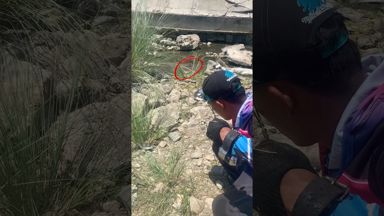 Slingshot Target strike fish in shallow river #fishing