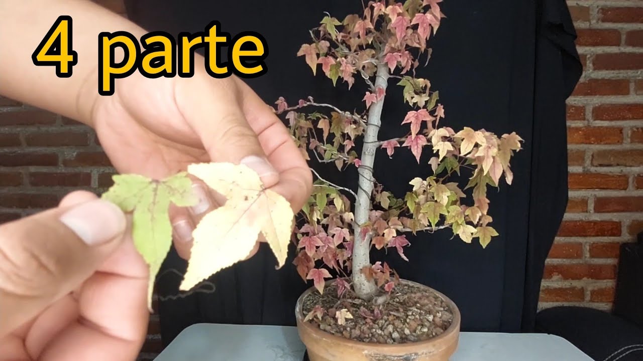 bonsai liquidambar / parte 4