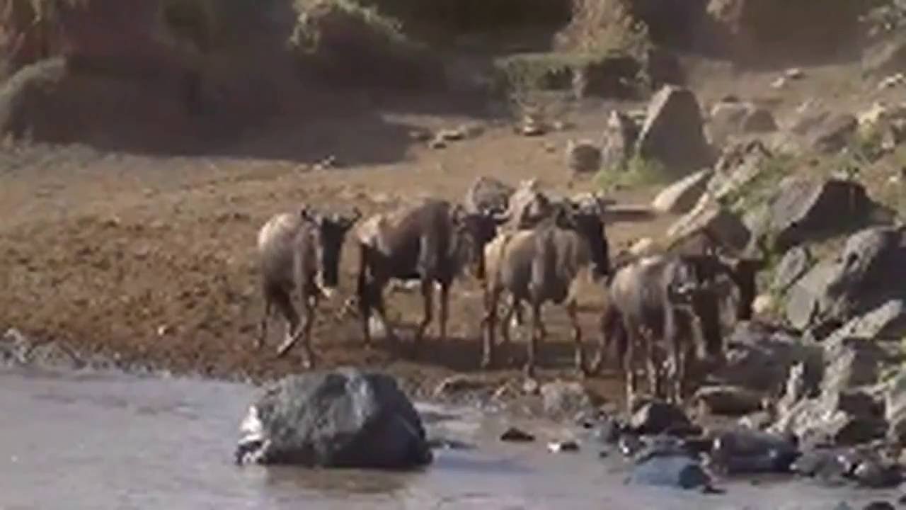 A Few Scenes from the Mara River Crossing  September 23,  2016