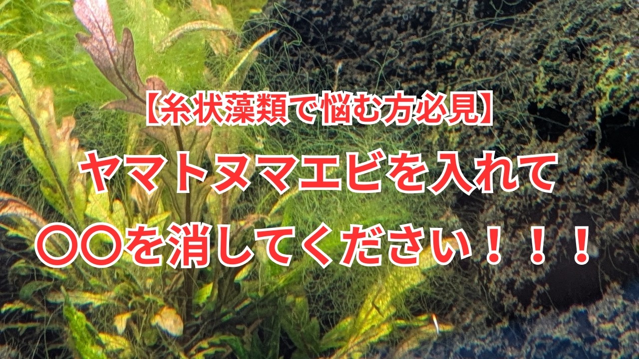 【緑の糸状の藻類で悩んでる方に絶対見て欲しい！】ヤマトヌマエビと〇〇を消して対処する方法をご紹介！
