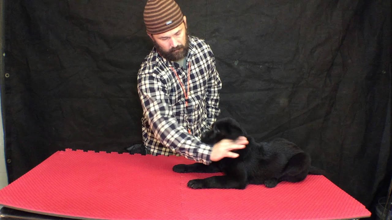 Labrador Puppy's first day at my kennel