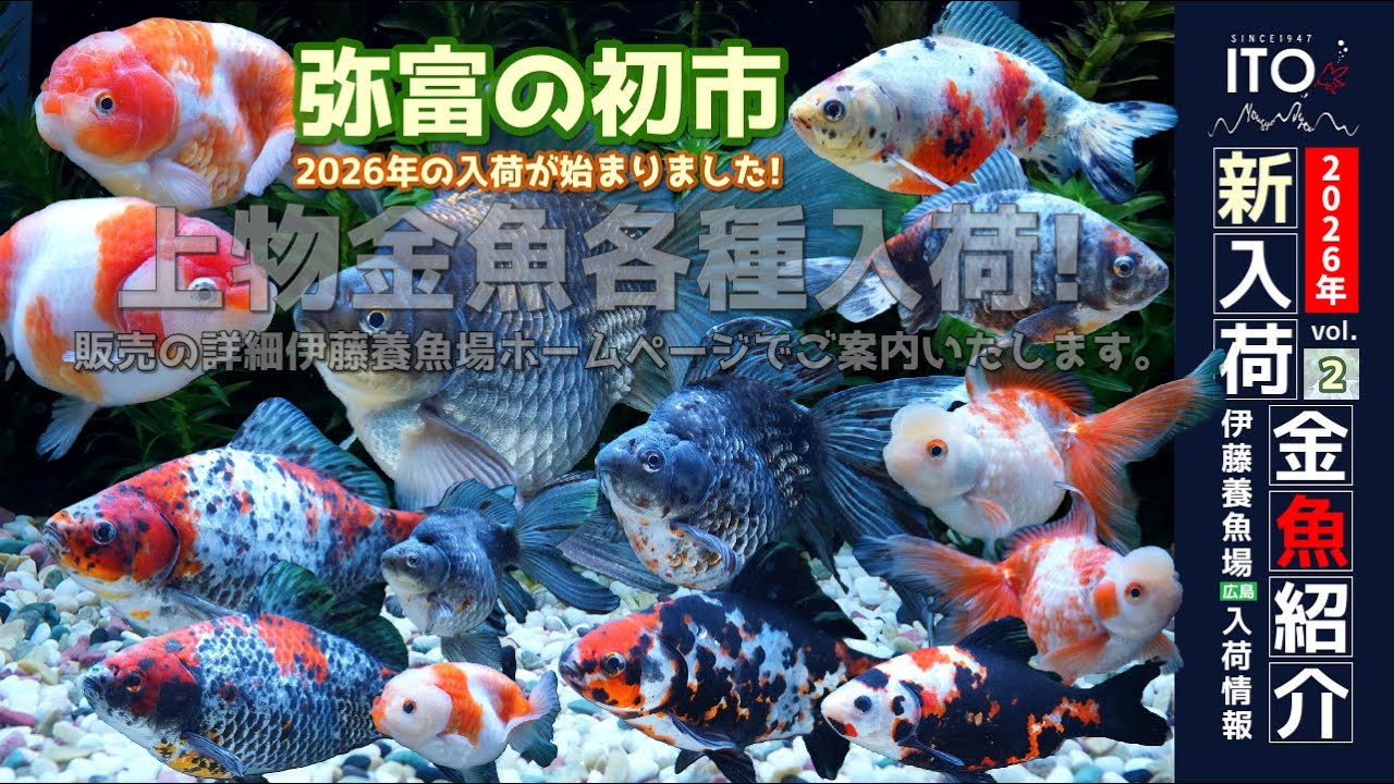【伊藤養魚場入荷情報2026年vol.２(2026年1月20日)】弥富金魚市場の初市と深見養魚場さんより入荷しました!!