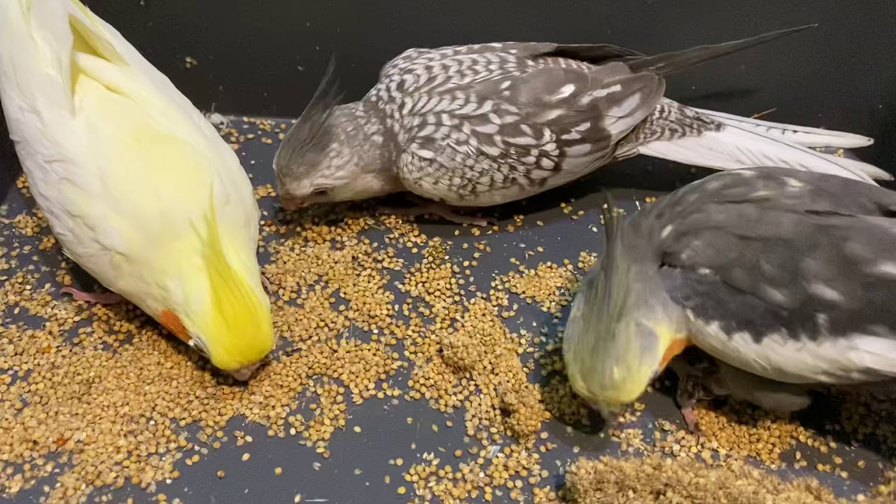 COCKATIELS EATING SEEDS SOUND