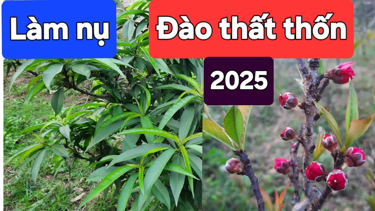 Làm nụ đào thất thốn năm 2025
