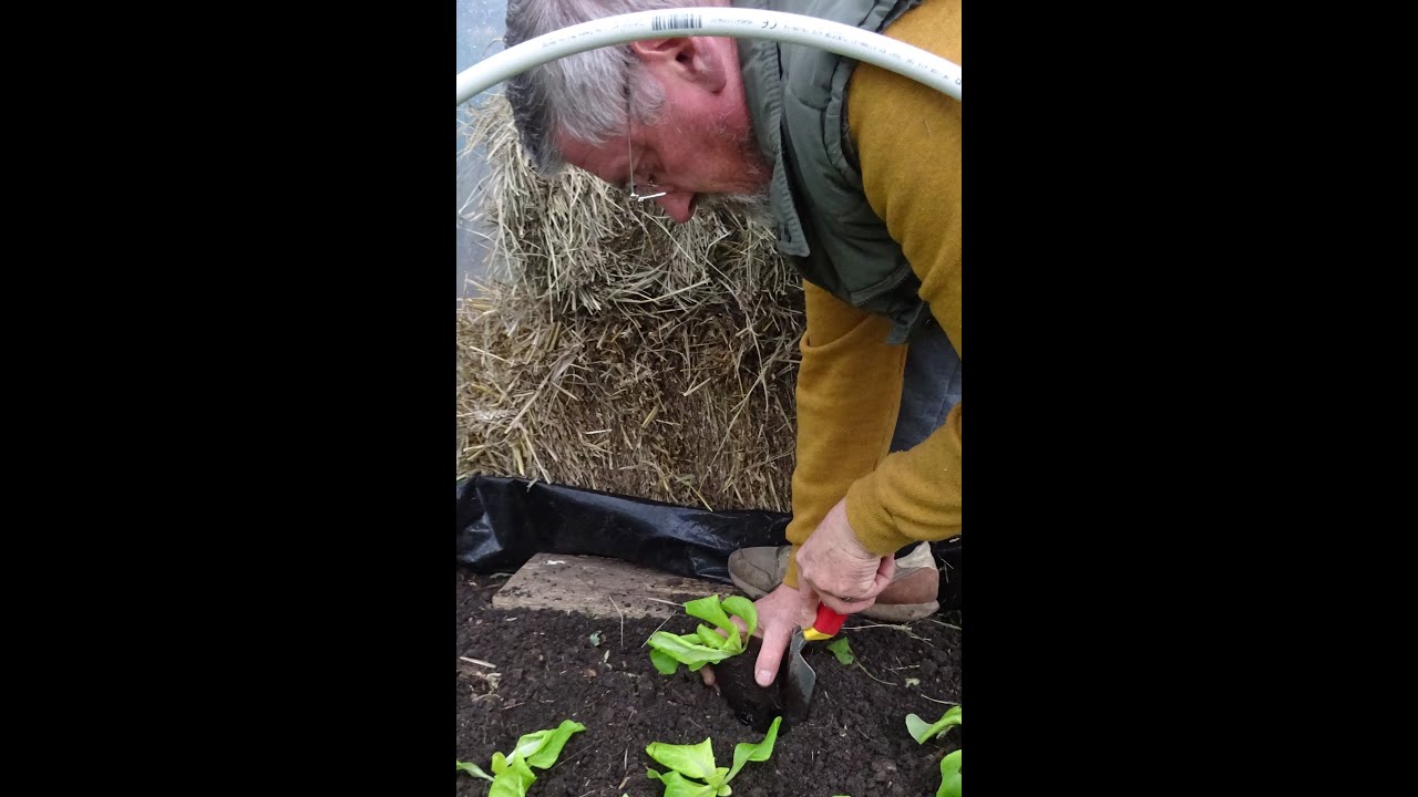 le 31/12/2023: le 31 décembre on plante des salades