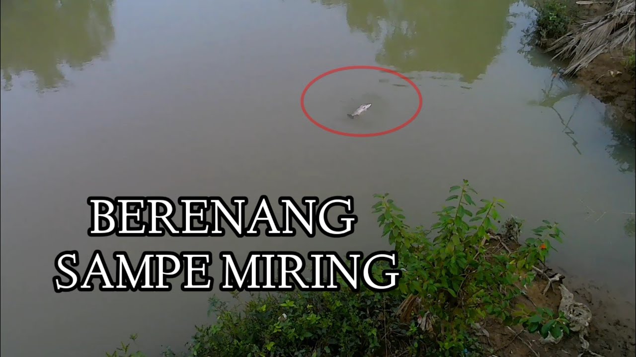 MASER KAKAP][KAKAP BOTAK TERLUKA PARAH😱