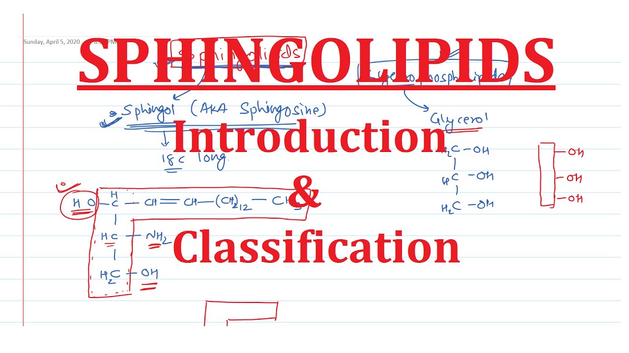 21. Sphingolipids: Introduction & Classification