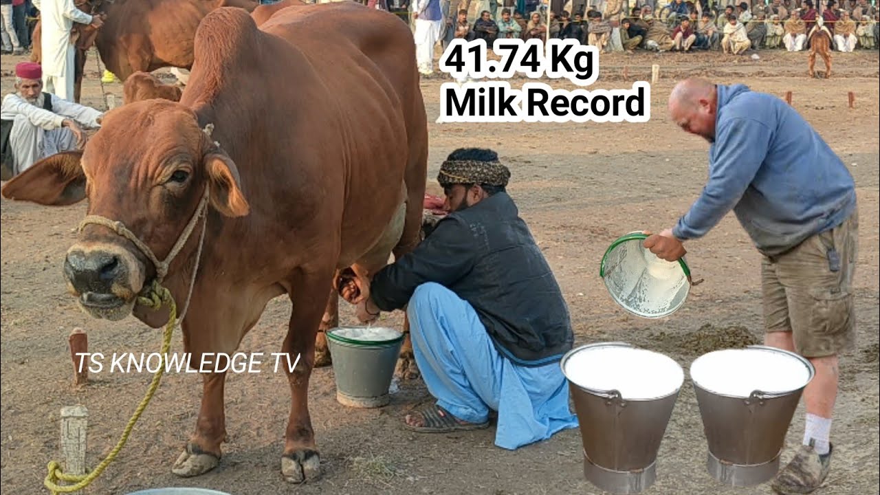World Highest Milking 41.740 Kg Milk Record Sahiwal Cow Milk Competition Govt LES Farm Bahadar Nagar