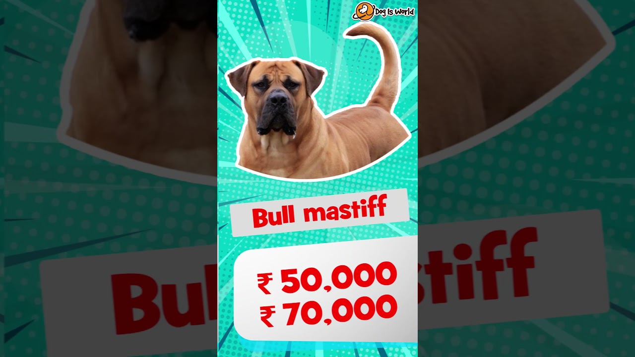 Dog Price List In India For Large Dogs | Big dogs = Big Money??