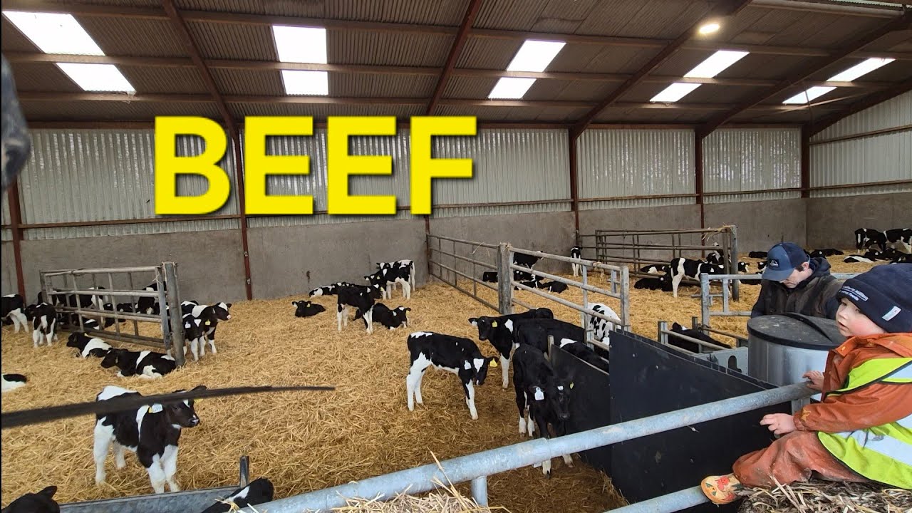 Calf Rearing & Finishing Cattle | Daily Life on an Irish Farm