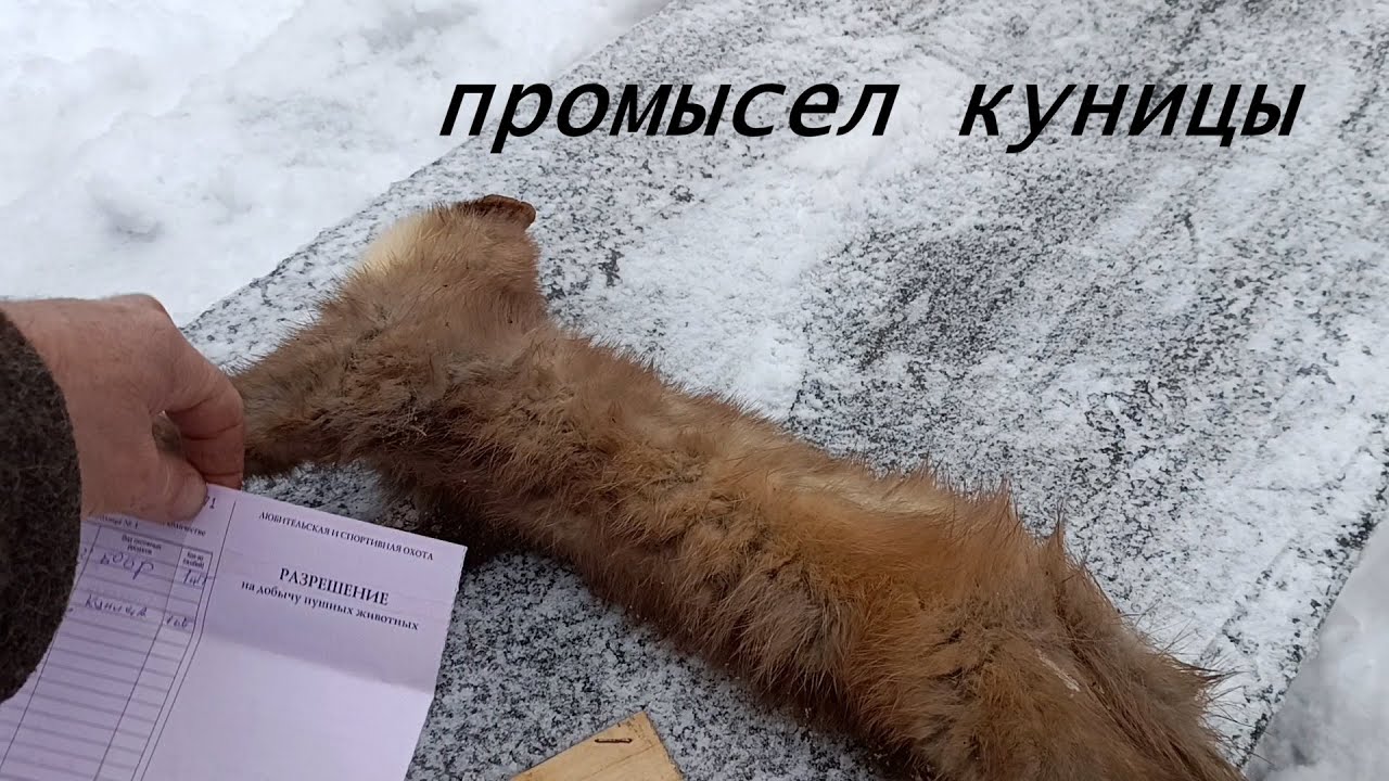 сезон по пушнине открыт! Повадки куницы: наблюдение и отлов