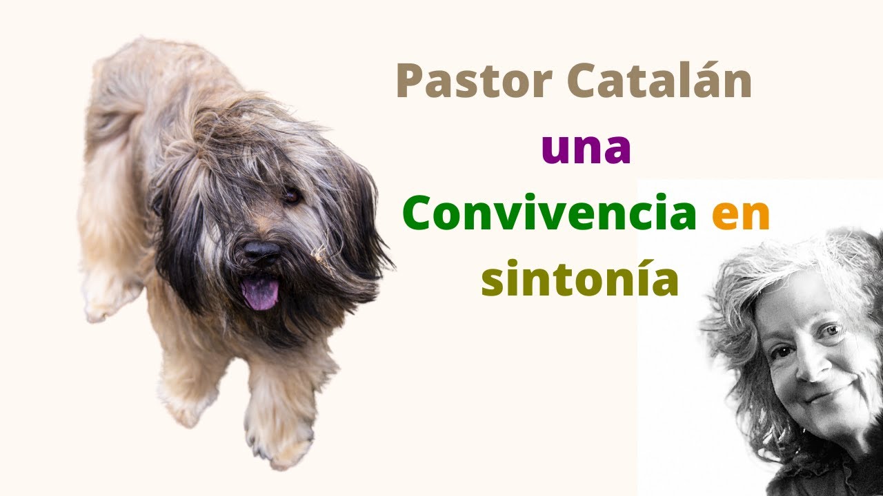 Pastor Catalan o Gos D'atura un perro pastor antiguo