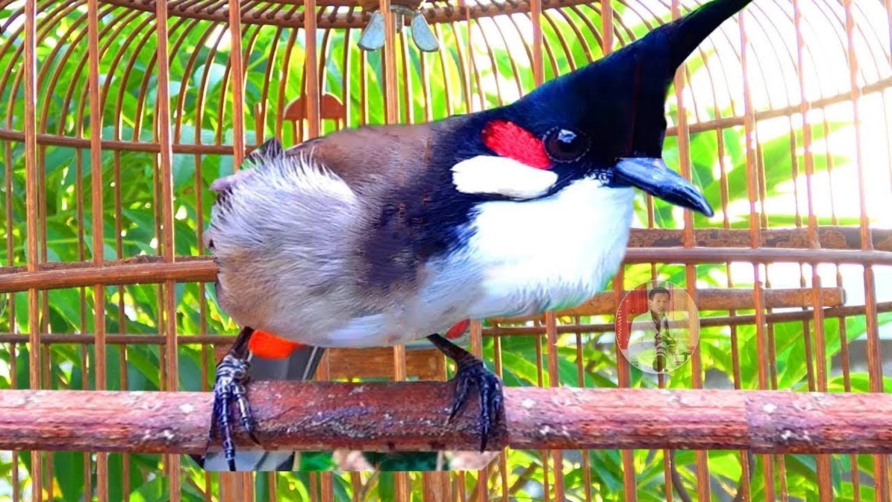Thailand bird - เสียงนกกรงหัวจุก สำหรับต่อ หรือ เปิดให้นกคึก เสียงเพราะๆ -  #เจ้าคิง #นกกรงหัวจุก
