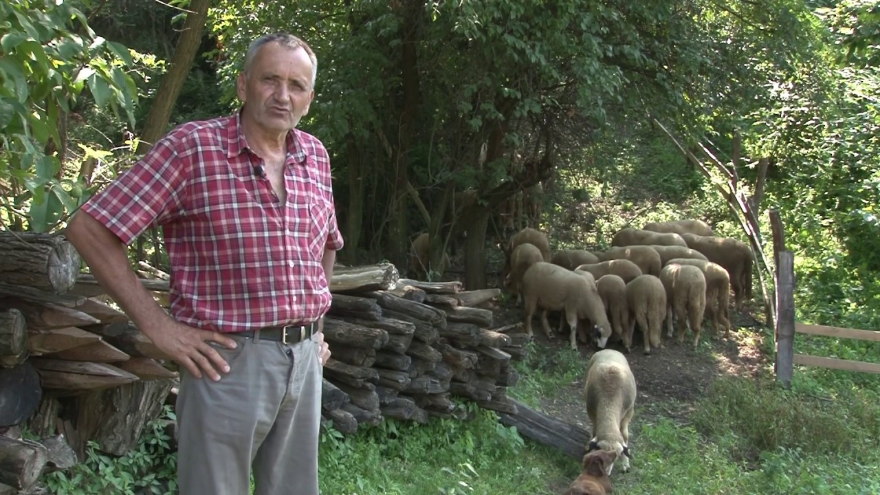 Ovčarstvo u Osečini