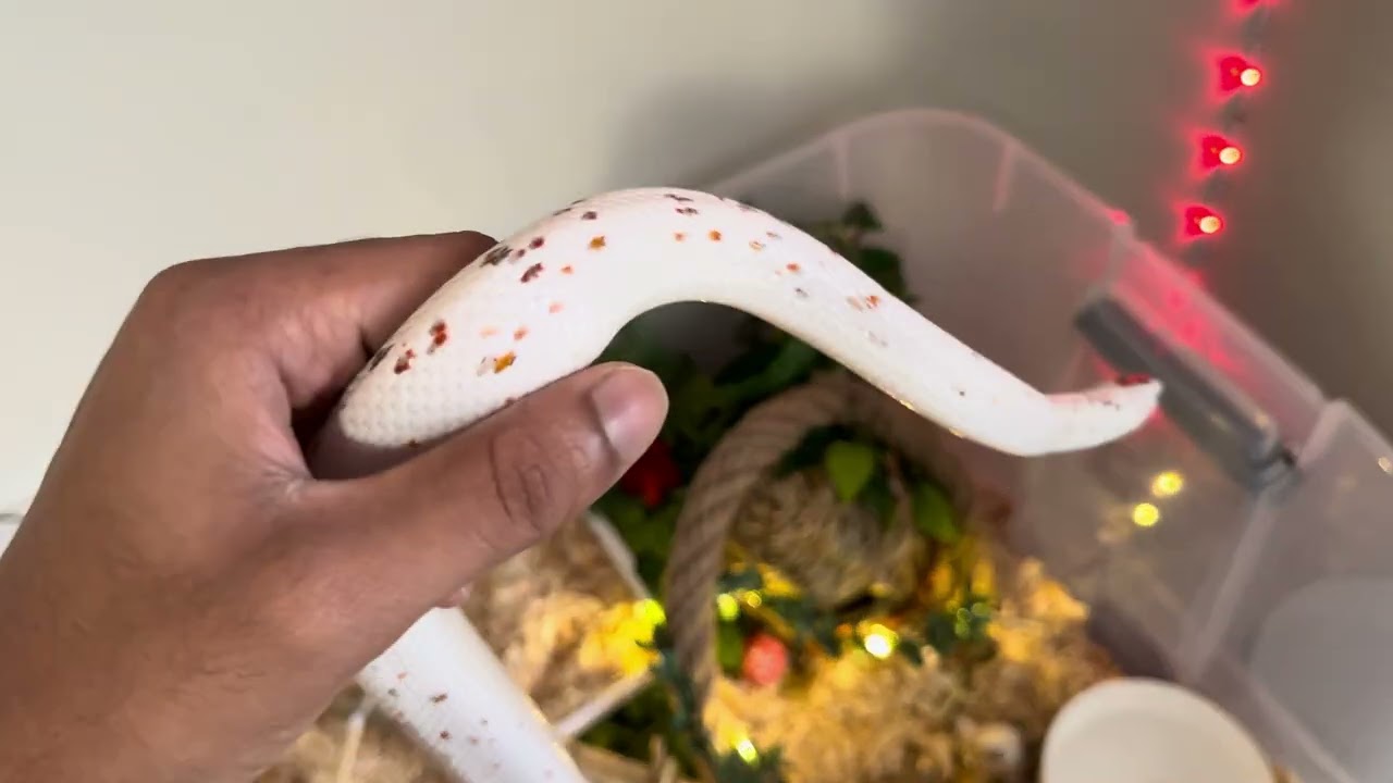 Palmetto corn snake noodles