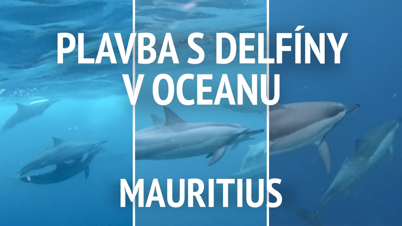 plavání s DELFÍNY v oceánu | dovolená na MAURITIUS