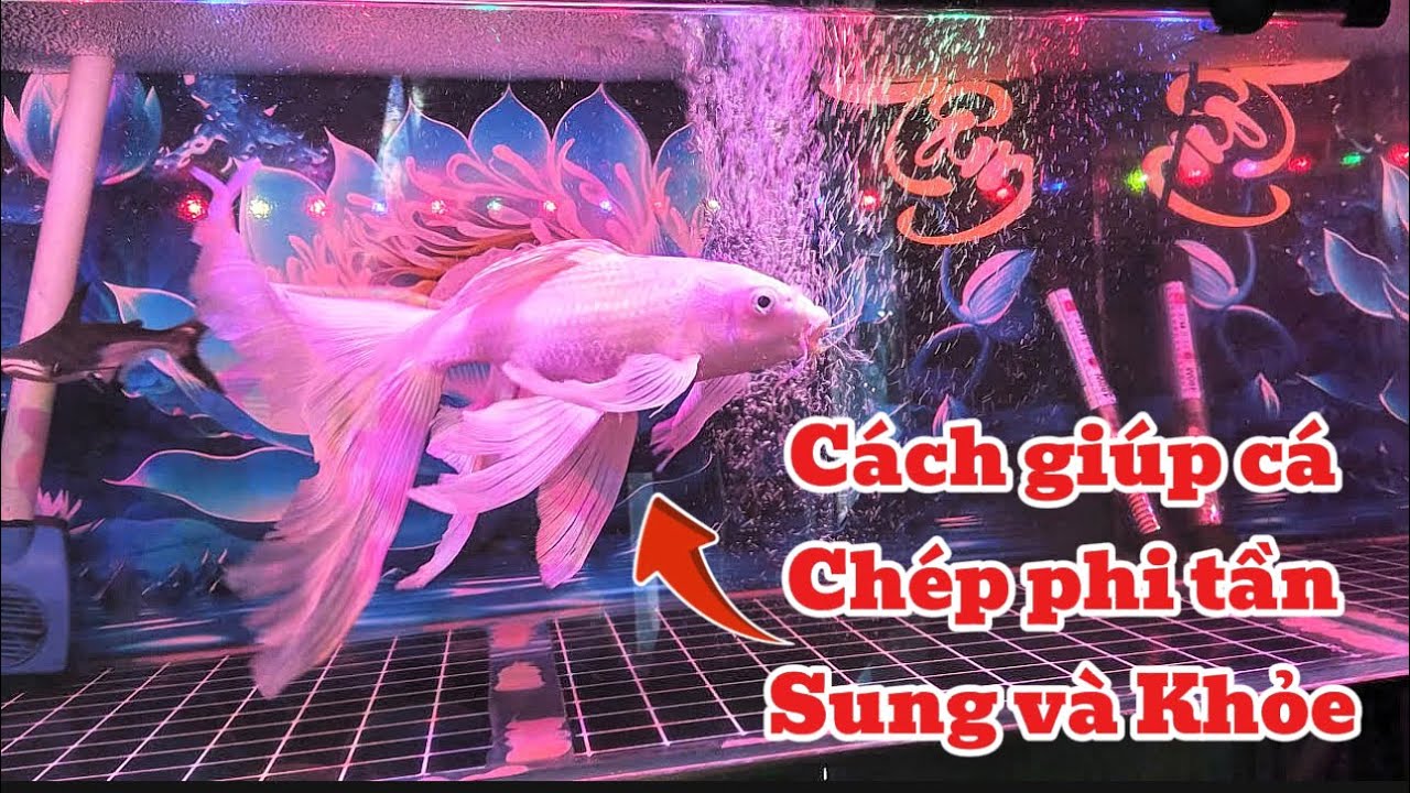 Bí Quyết Giúp Cá Chép Phi Tần Khỏe và Sung - Hồ Cá Chép Phi Tần 200l Đẹp.Hồ Của Em Hậu.
